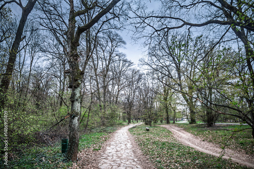 Two diverging footpaths meet under leafless oak trees in Kosutnjak Forest Park  Belgrade. One paved with stone  the other bare earth  the trails wind through early-spring undergrowth beneath an open s