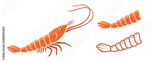 Set of shrimps isolated on white background. Sketch of cooked shrimp, without shell, meat, cleaned. Realistic vector illustration, hand drawn. For menus, signs, cards, stickers, prints, patterns..eps