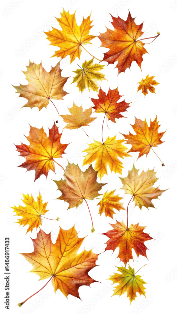 Fototapeta premium Flying Colorful Maple Leaves with Natural Texture and Autumn Tones isolated on transparent white background, clipping path