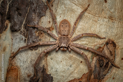 Obraz na plátně Canberra Huntsman Spider (Isopeda canberrana), Hughes, ACT, February 2025
