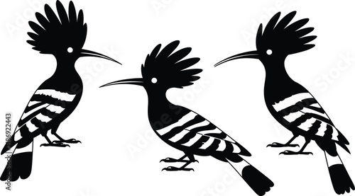 Silhouette illustration of three crested hoopoes in black and white isolated on white background