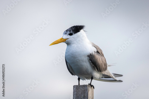Crested Tern (Thalasseus bergii), Narooma, NSW, December 2024