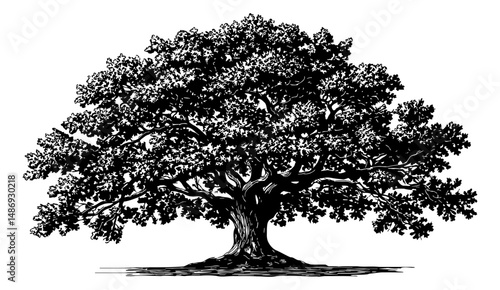 Detailed Black and White Illustration of a Large Oak Tree with Spreading Branches and Dense Foliage