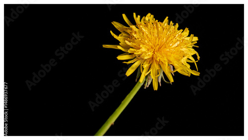 yellow dandelion flower