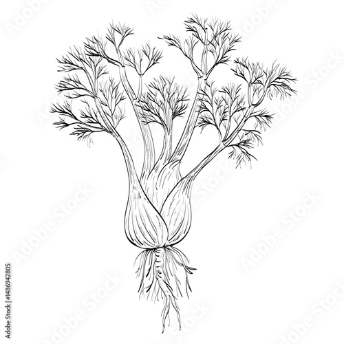 Drawing sketch style illustration of a Fennel or Foeniculum vulgare, a flowering plant species in the carrot family used as spice or herb done in black and white line art on isolated background. 
