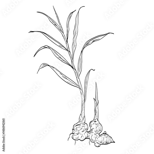Drawing sketch style illustration of a on isolated background done in black and white line art.