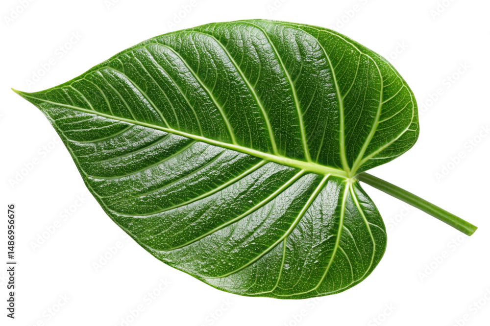 Obraz premium green leaf on white background