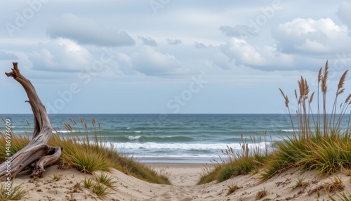 Fototapeta Naklejka Na Ścianę i Meble -  an ocean view framed by ancient weathered driftwood and tall dune grasses. the sky is soft and full of subtle rolling clouds, ideal for background and natural depth. clean, usable composition.