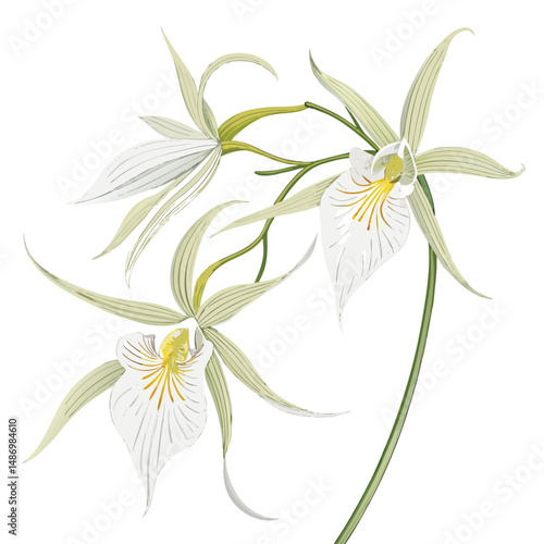 Create a highly realistic vector illustration of a Ghost Orchid (Dendrophylax lindenii), showcasing its delicate white petals and unique growth habit.  Prioritize detail and accuracy.