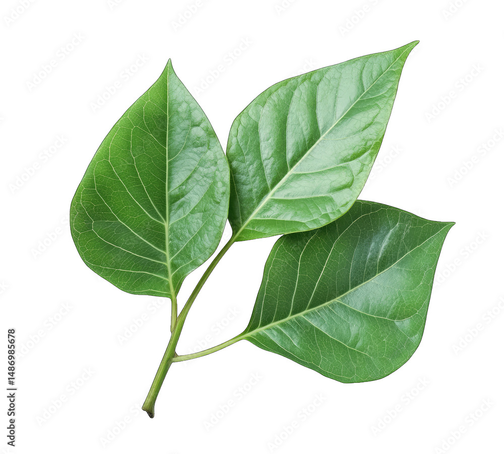 Obraz premium Three Vibrant Green Leaves With Visible Veins On A Thin Twig Isolated On A Transparent Background