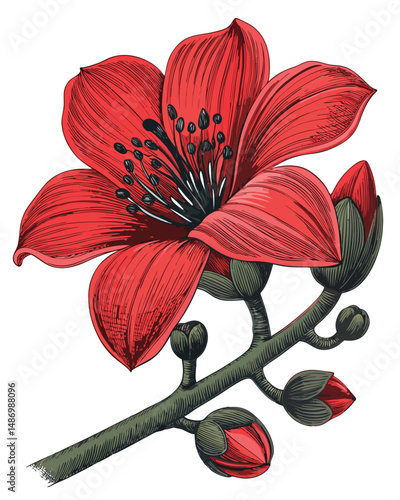 Create a highly realistic vector illustration of a Bombax ceiba (red silk cotton tree) flower, showcasing its vibrant red petals and intricate details.  Prioritize accuracy and detail.