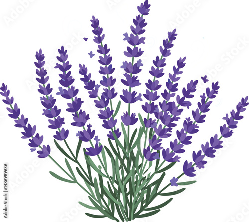 Lavender plant with purple flowers and green stems vector illustration natural herb garden 