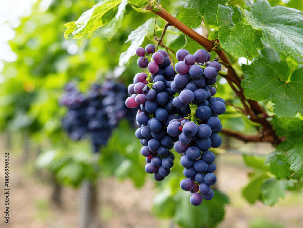 Fototapeta premium Cluster of ripe purple grapes hanging on vine with lush green leaves in vineyard, showcasing fresh fruit and natural vineyard environment, evoking sense of harvest and abundance