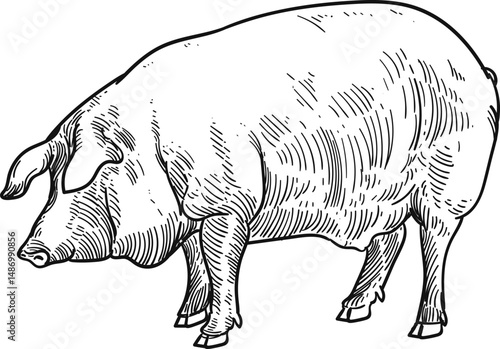 Vintage hand drawn sketch black Iberian pig