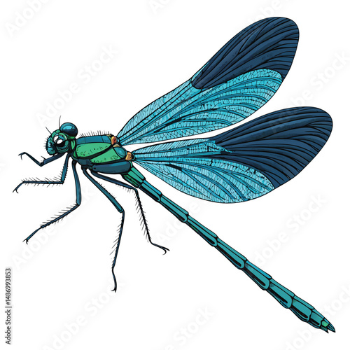 Create a vibrant vector illustration of a banded demoiselle damselfly showcasing its iridescent blue wings and body segmentation.  Focus on intricate detail and realistic coloration.