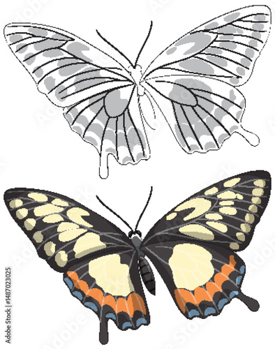 Colorful and Monochrome Butterfly Illustration