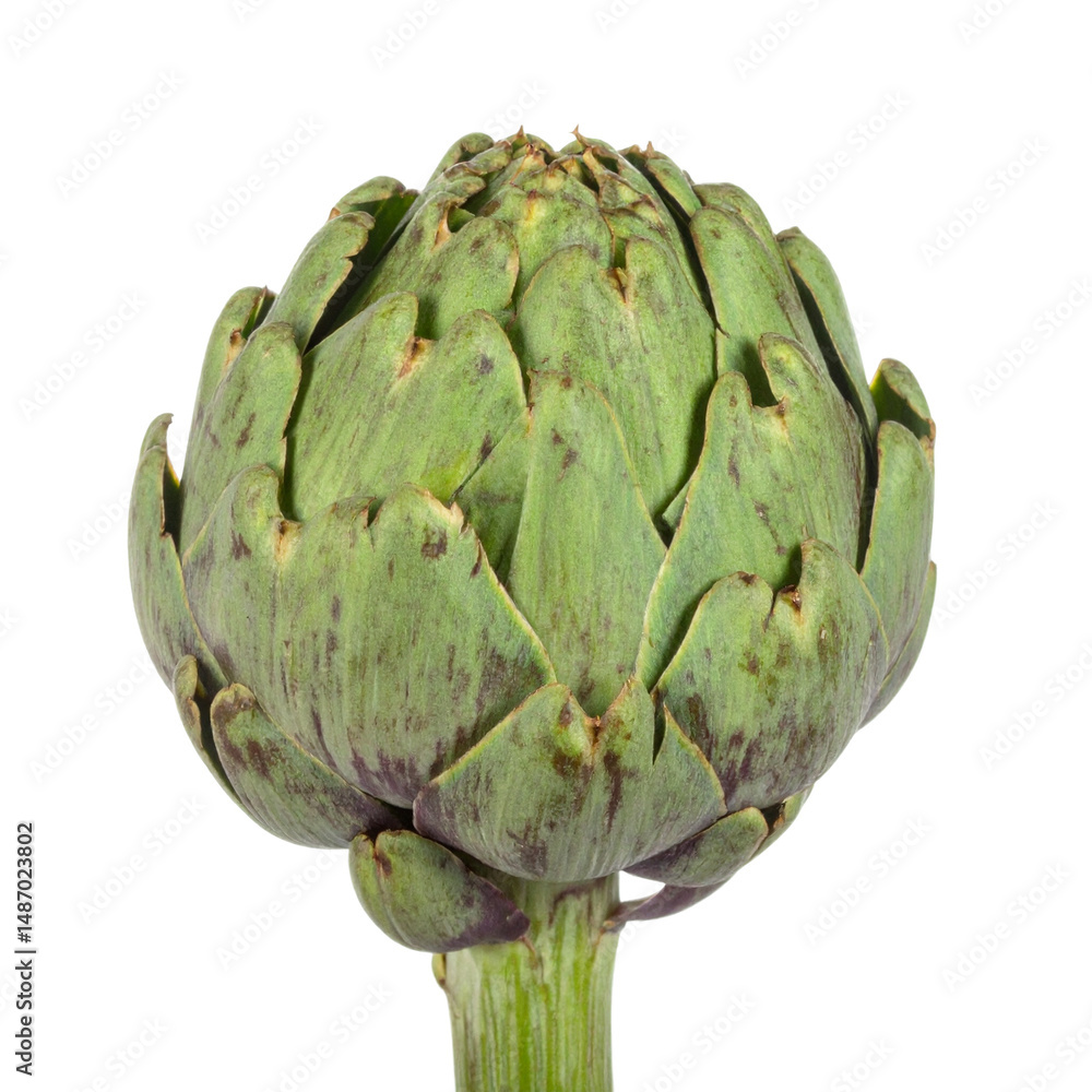 Obraz premium Fresh Artichoke Close-Up