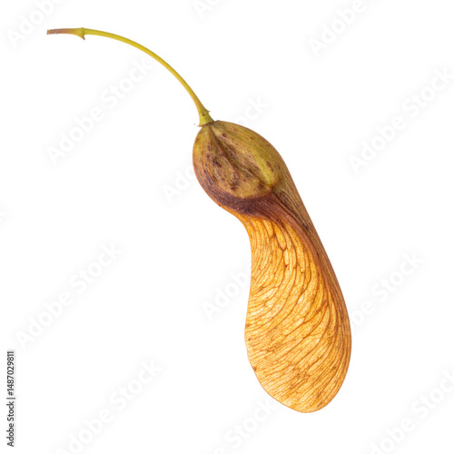Maple seed detail
