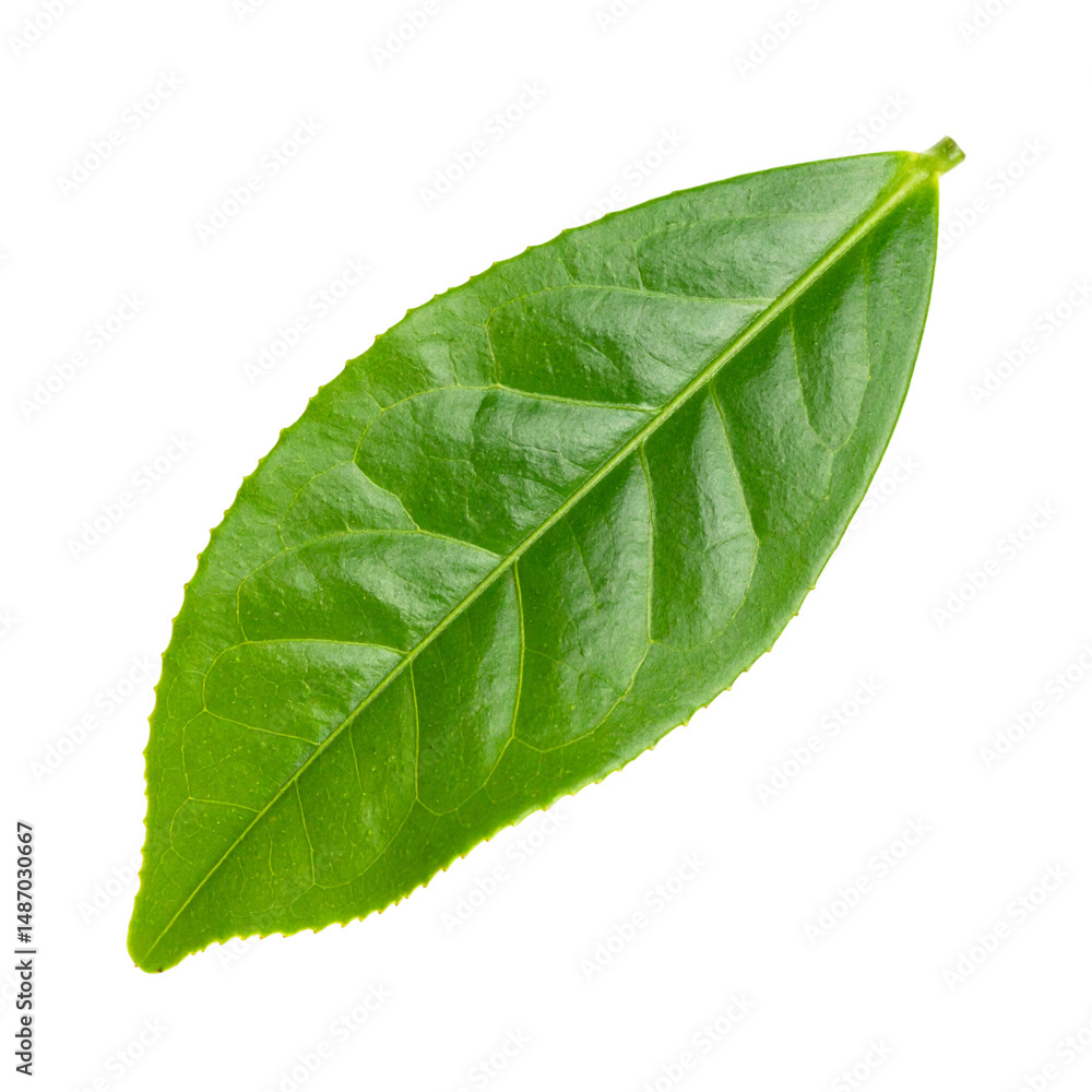 Obraz premium Single Green Tea Leaf