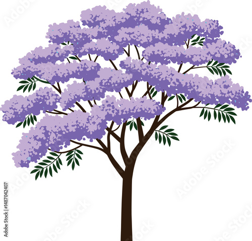 Jacaranda tree with purple flowers and green leaves botanical vector illustration 