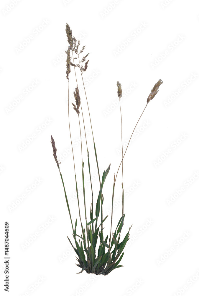 Fototapeta premium Dry Weeds on Transparent Background