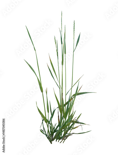 Field Grass Cluster on Transparent Background
