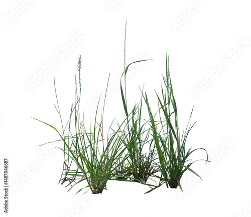 Mixed Weeds on Transparent Background