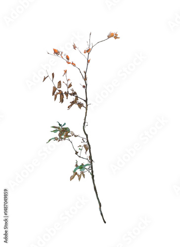  Dying Grass on Transparent Background