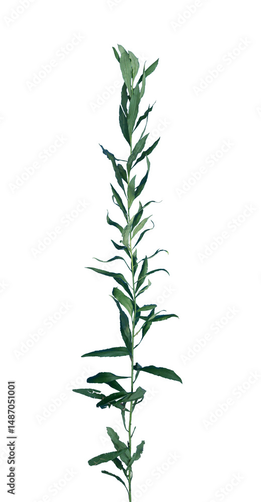 Fototapeta premium Weed on Transparent Background