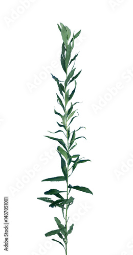 Weed on Transparent Background
