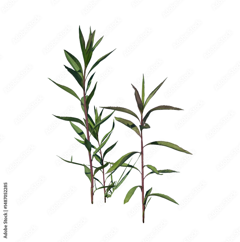 Fototapeta premium Dried Weed Stalks on Transparent Background
