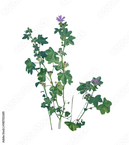 Weed in Pavement on Transparent Background