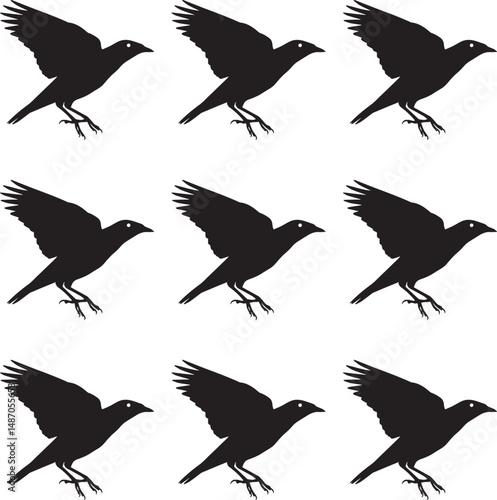 Premium vector. Set of silhouettes of flying Myna birds on white background. 