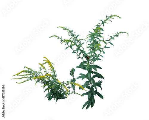 Wallpaper Mural Grass Edges on Transparent Background Torontodigital.ca