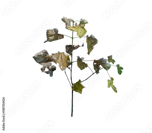 Weed Cluster on Transparent Background