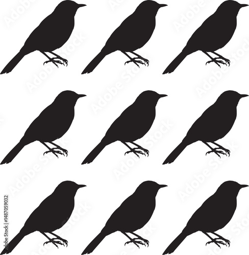 Silhouette Tailor bird on white background. Vector illustration. 