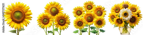 Sunflower Collection PNG Set - Yellow Floral Elements with Transparent Background for Graphic Design, Stationery, Wedding Invitations and Digital Collages