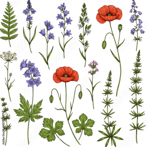 Botanical illustrations featuring colorful wildflowers and green leaves