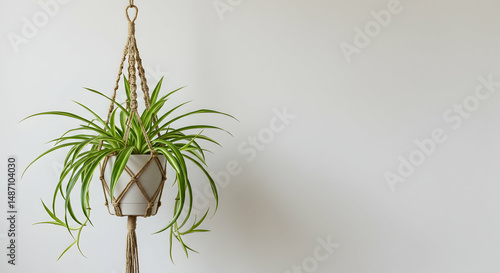 spider plant,  chlorophytum comosum,  houseplant, Hanging Spider Plant in Macrame Planter Against White Wall