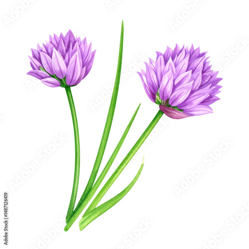 Two purple flowers with green stems and leaves are beautifully illustrated in watercolor painting style capturing delicate petals and natural elegance in this botanical artwork