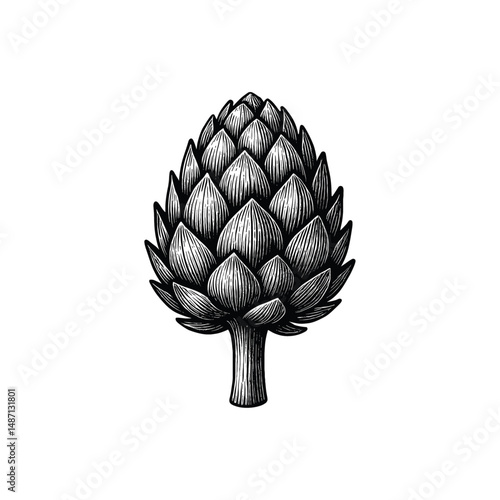 Vintage Pine Cone Engraving Illustration, drawn in an engraved, woodcut style with fine details sketch engraving vector illustration. Scratch board imitation. Black and white image. flat vector design