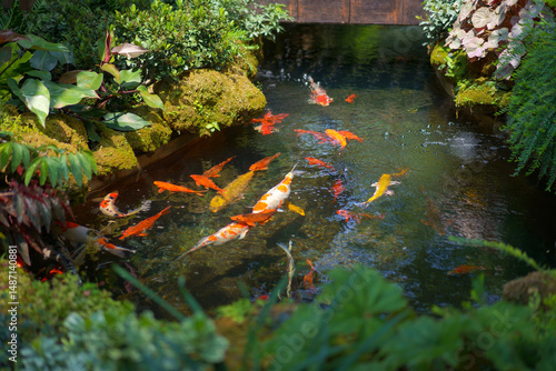 A group of beautiful and colorful koi fish in a stream in a forest garden park in a rich natural environment. This animal has a fresh green nature for a background.