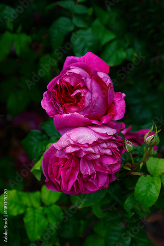 Closeup of the magenta pink double flowers of the summer repeat flowering English shrub rose rosa young Lycidas.