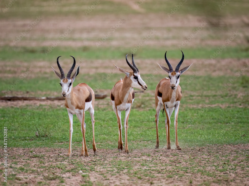 Naklejka premium Springbock (Antidorcas marsupialis)