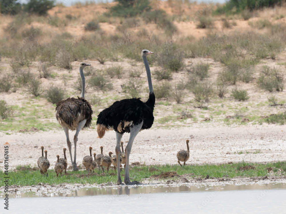 Naklejka premium Afrikanischer Strauß (Struthio camelus)
