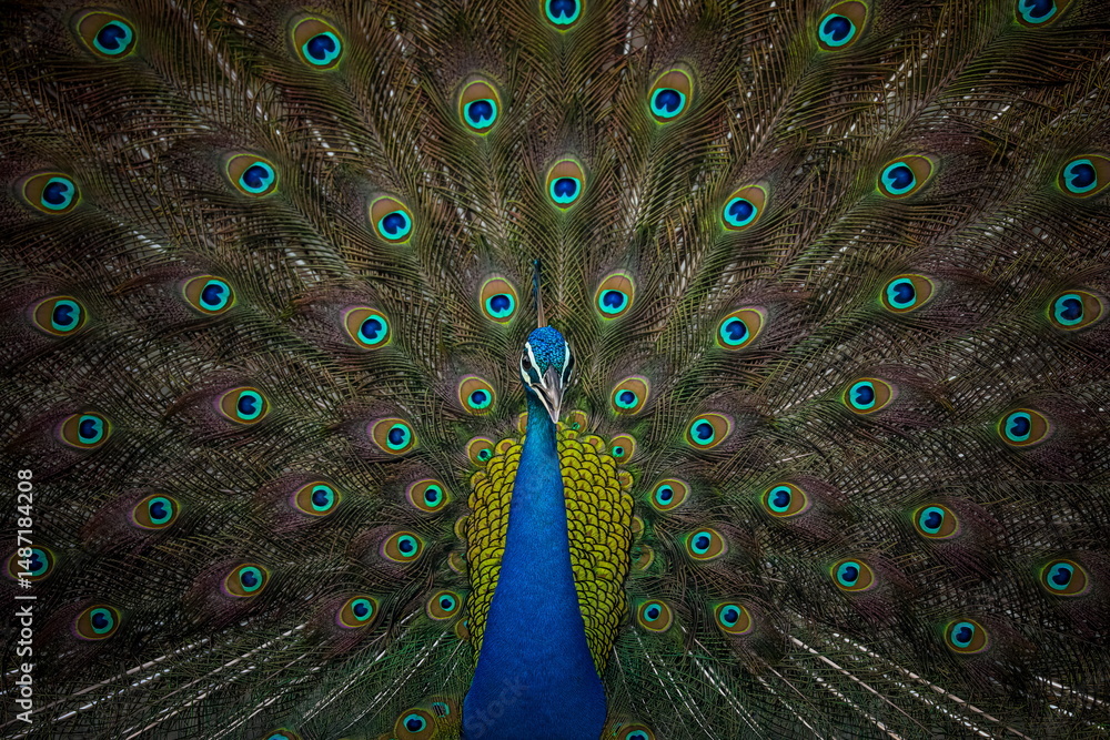 Obraz premium Peacock with beautiful spread tail closeup view.
