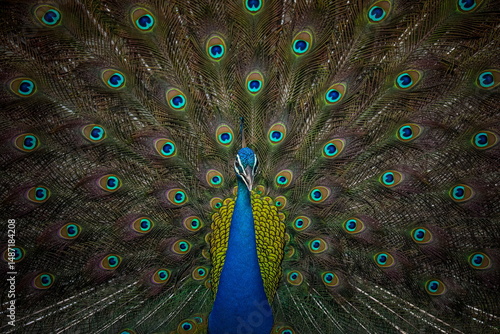 Peacock with beautiful spread tail closeup view.