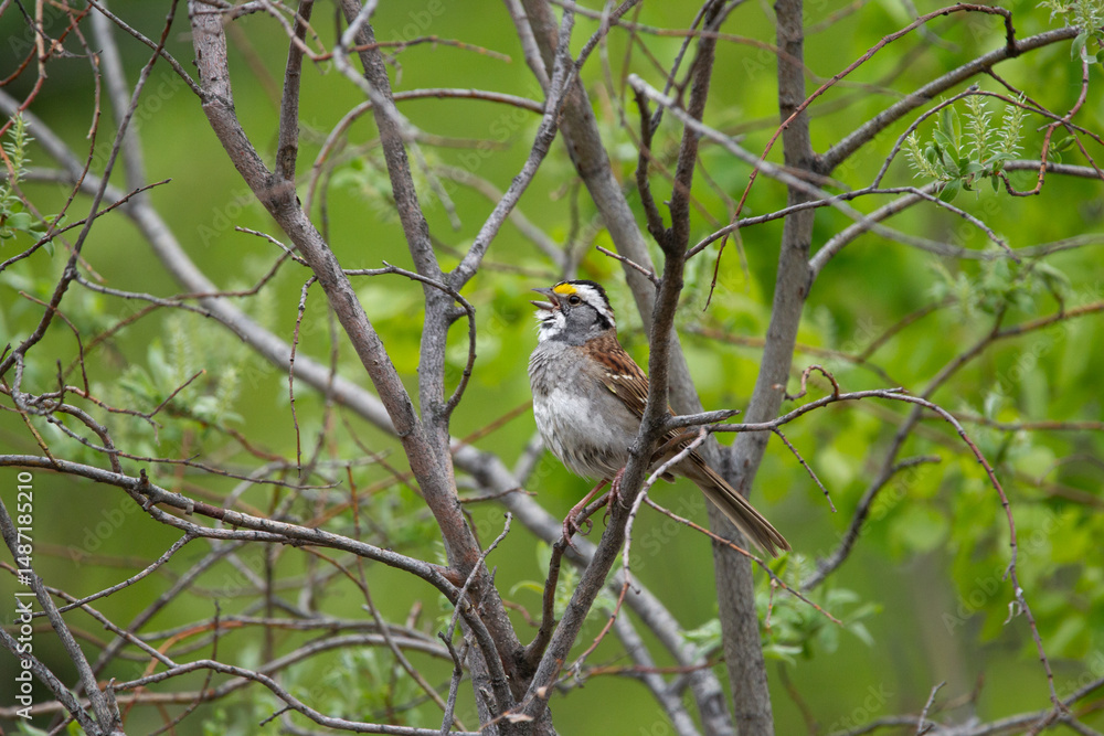 Fototapeta premium Beautiful cute little bird White-throated sparrow male is singing perched on a tree branch in spring during mating season.