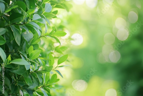 Karma or rounded lime fruits on a tree in a garden background with copy space, green banner for text, close-up. Tangible fruit of a curved lime plant on a nature background. Calamansi fruit on a branc