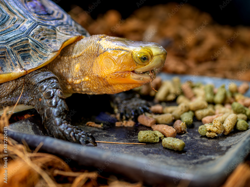 Naklejka premium 餌を食べるセマルハコガメ